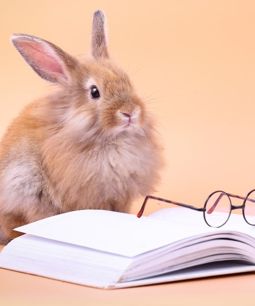 Cruelty-free bunny